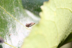 Cyrtophora exanthematica