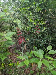 Erythrina herbacea image