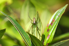 Leucauge blanda