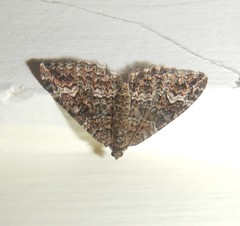 Chrysolarentia gypsomela