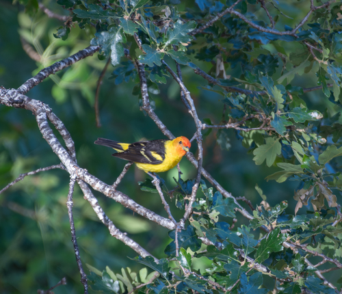 iNaturalist observation photo of Western Tanager