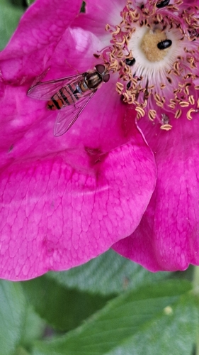 Marmalade Hover Fly