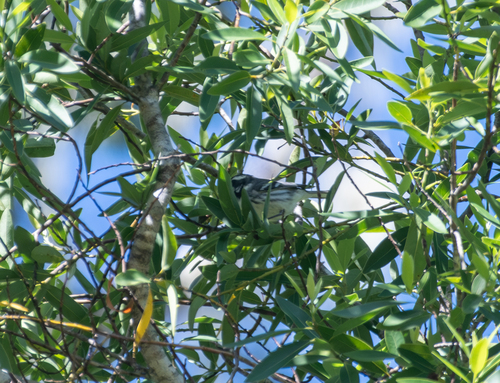 iNaturalist observation photo of Black-throated Gray Warbler