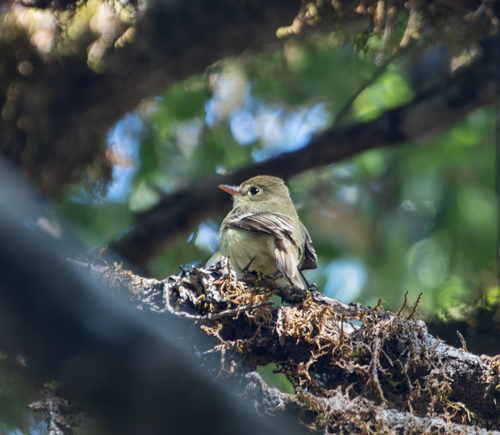 iNaturalist observation photo of Western Flycatcher