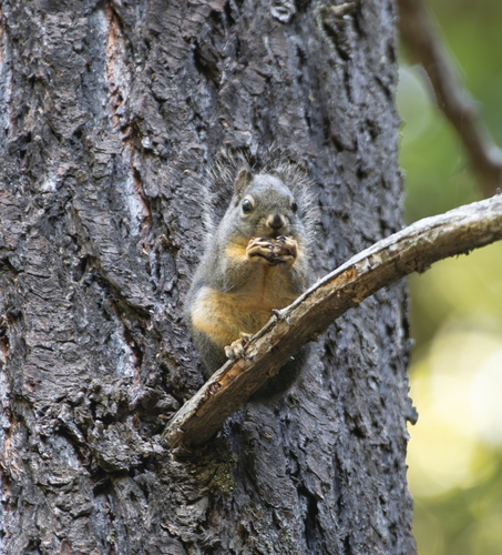 iNaturalist observation photo of Douglas's Squirrel