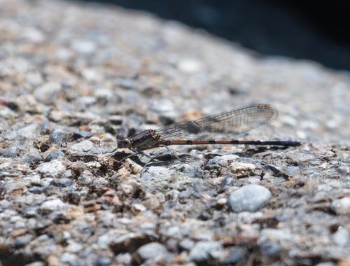 iNaturalist observation photo of Emma's Dancer