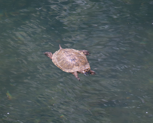 iNaturalist observation photo of Northwestern Pond Turtle