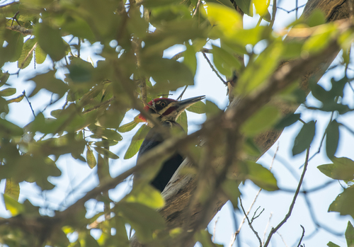 iNaturalist observation photo of Pileated Woodpecker