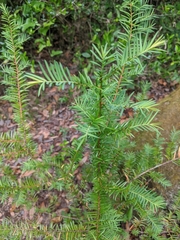 Taxus floridana