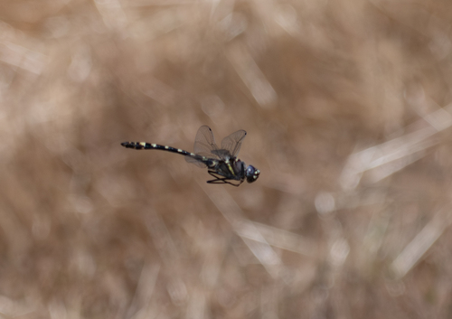 iNaturalist observation photo of Western River Cruiser
