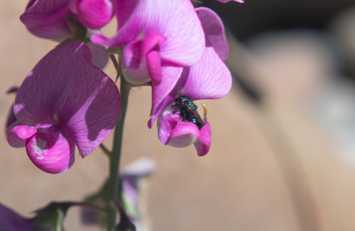 iNaturalist observation photo of Bees