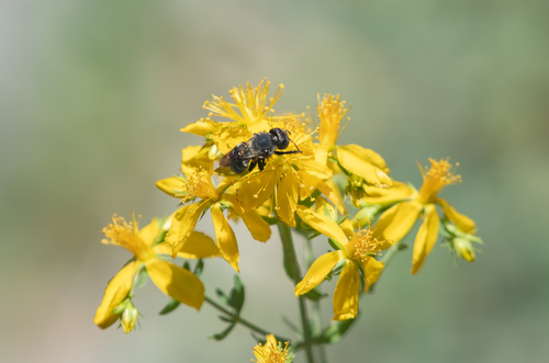 iNaturalist observation photo of Bees