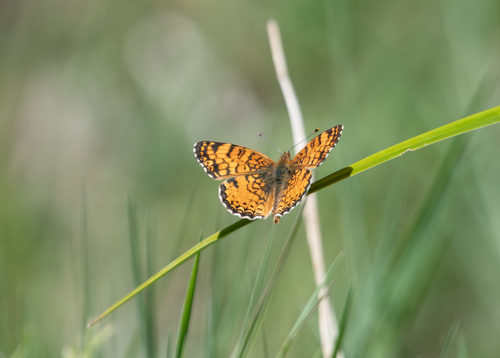 iNaturalist observation photo of Mylitta Crescent