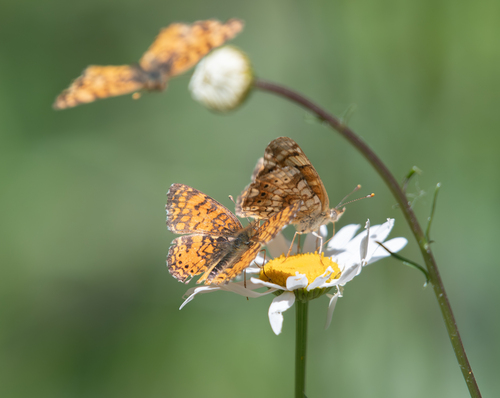 iNaturalist observation photo of Mylitta Crescent