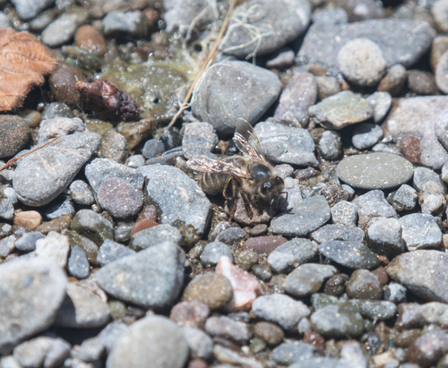 iNaturalist observation photo of Western Honey Bee