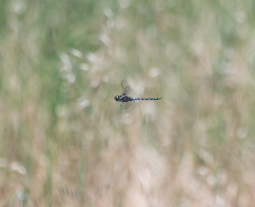 iNaturalist observation photo of Blue-eyed Darner