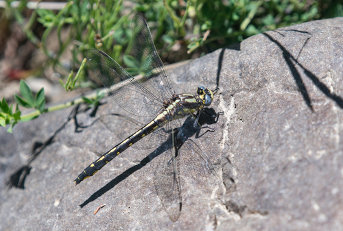 iNaturalist observation photo of Pacific Clubtail