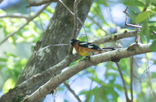 iNaturalist observation photo of Black-headed Grosbeak