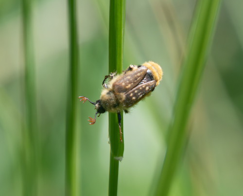 iNaturalist observation photo of Lichnanthe