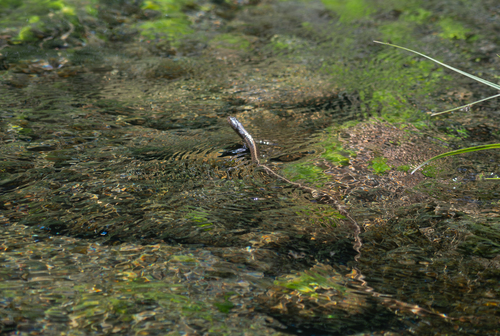 iNaturalist observation photo of Aquatic Garter Snake