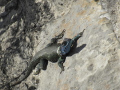 Sceloporus aureolus