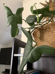 Philodendron bipennifolium