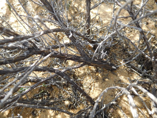 Image of Aspalathus eriocephaloides by (c) Charles Stirton, some rights reserved (CC BY-SA)