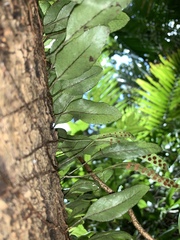 Microgramma piloselloides