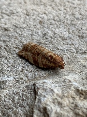 Choristoneura houstonana