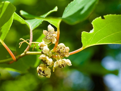Actinidia arguta