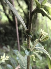 Cestrum tomentosum