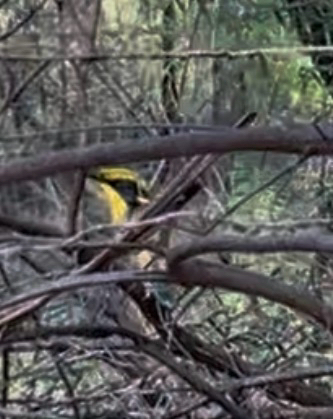 Yellow-tufted Honeyeater