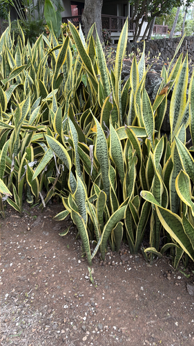 Sansevieria observed 2026-06-06