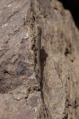 Quedenfeldtia trachyblepharus