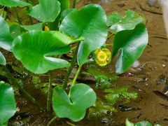 Nuphar japonica, photograph (c) りなべる, some rights reserved (CC BY)
