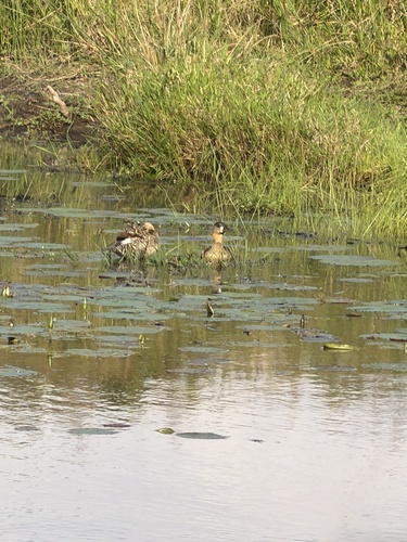 iNaturalist image