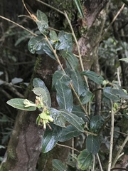 Cestrum tomentosum