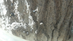 Olla v-nigrum