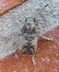 Phloeobius