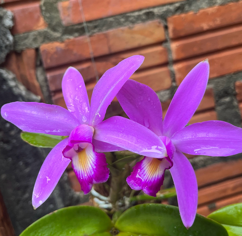 Cattleya violacea