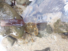 Paragrapsus quadridentatus