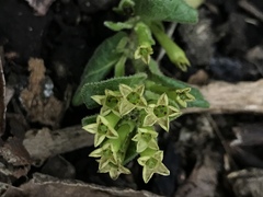 Cestrum tomentosum