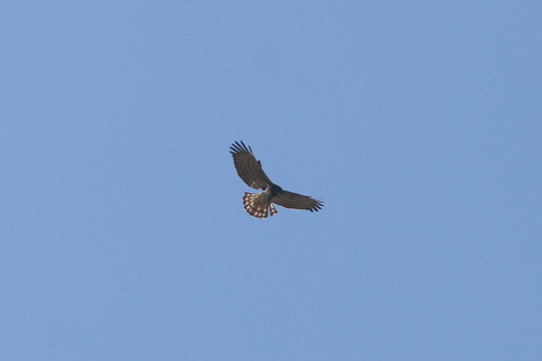 Short-toed Snake-Eagle