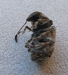 Phloeobius