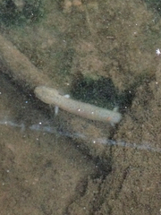 Pseudotriton ruber ruber