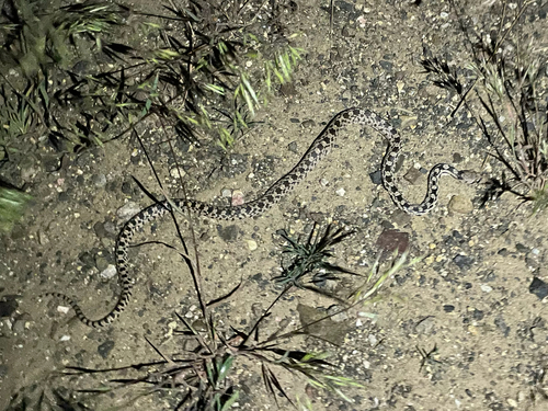 Great Basin Gopher Snake