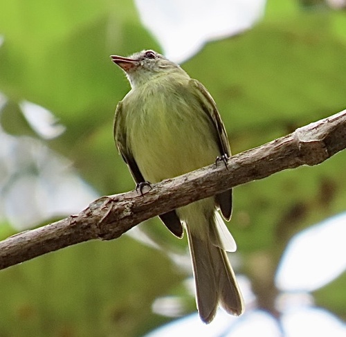 Forest Elaenia (Myiopagis gaimardii), photo 2