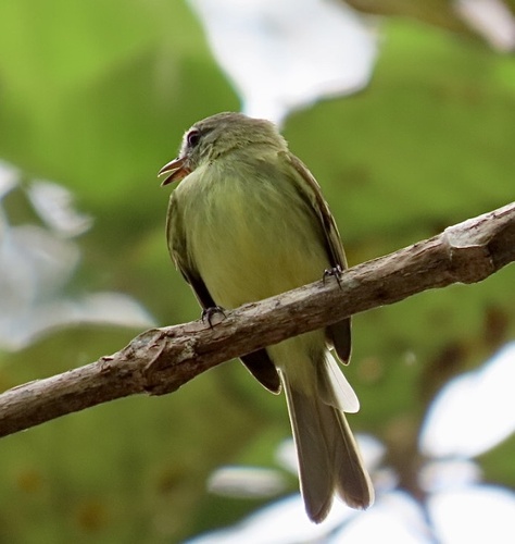 Forest Elaenia (Myiopagis gaimardii), photo 3