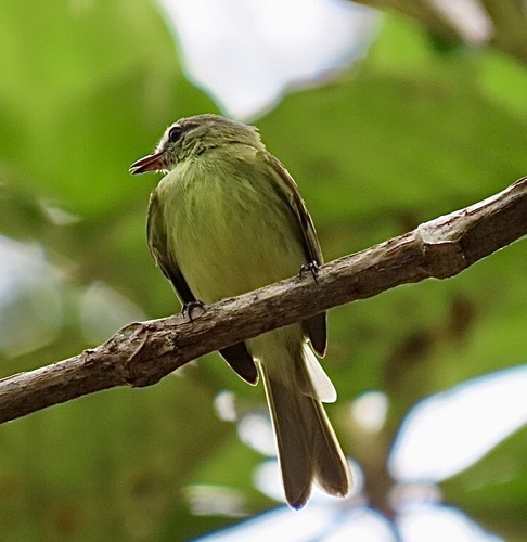 Forest Elaenia (Myiopagis gaimardii), photo 10
