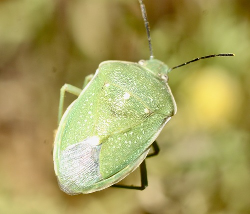 Uhler's Stink Bug photo 5